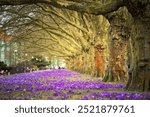 Poland, Szczecin, Western Pomerania, Wały Chrobrego avenue, lawn, city park - crocuses bloom in spring historicism buildings offices Prussian German architecture