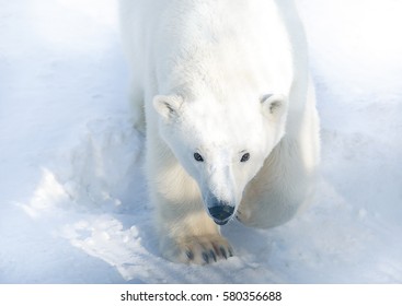 Polar Bear