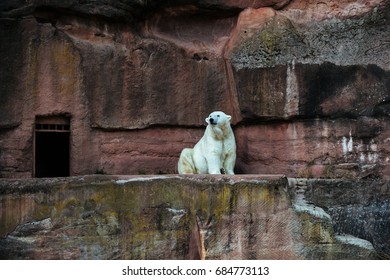 Polar bear