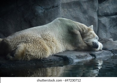 Polar Bear