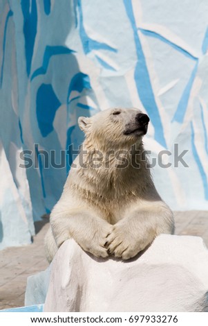 Polar bear