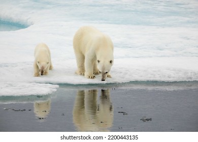 Polar Bear Adult And Cub On Sea Ice In Beaufort Sea, Nunavut, Canada.