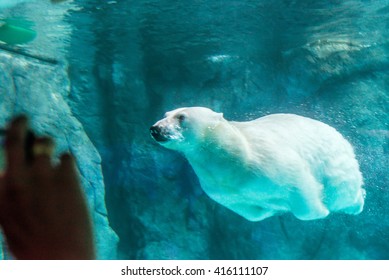 4,635 Polar Bear Swimming On Water Images, Stock Photos & Vectors ...