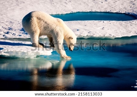 Polar bear at the Arctic. Original from NASA.

