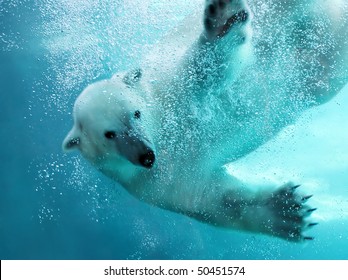 Polar bear attacking underwater with full paw blow details showing the extended claws, webbed fingers and lots of bubbles - bear looking at camera.