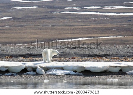a polar bear from the back side,
the head is turning to right