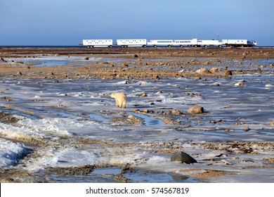 A Polar Bear Before A Tundra Buggy Lodge In Canada