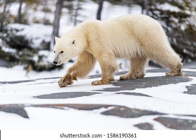 Ours Blanc Et Bebe Ours Blanc Sur Banquise Images Photos Et Images Vectorielles De Stock Shutterstock