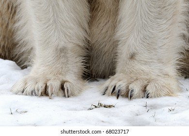 Polar Bear Claws