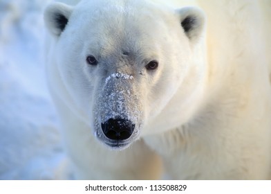 Polar Bear Closeup Head Shot