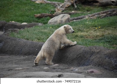 Polar Bear At The Columbus Zoo In Ohio.