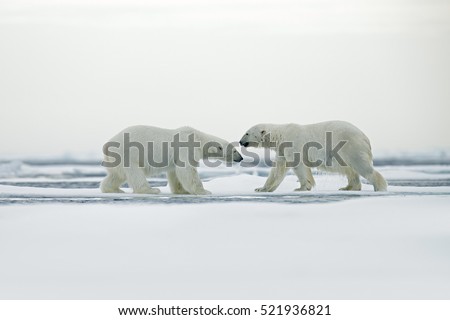 Polar bear couple cuddling on drifting ice in Arctic Svalbard. Wildlife winter scene with two white dangerous animals.