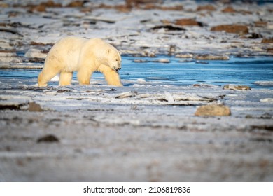 Polar Bear Crosses Snowy Tundra Among Rocks