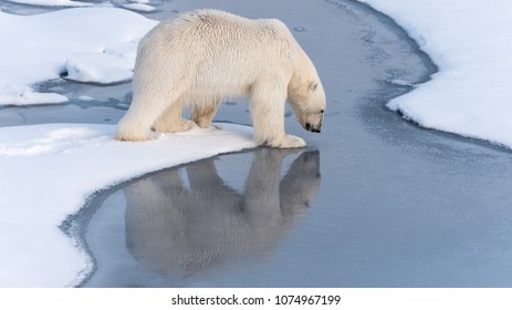 Polar Bear Crossing Thin Ice With Reflection