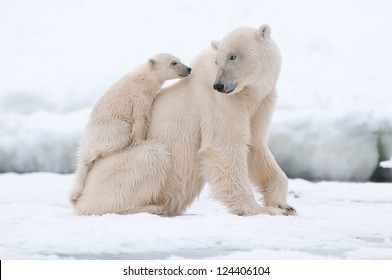 Polar bear with cub - Shutterstock ID 124406104