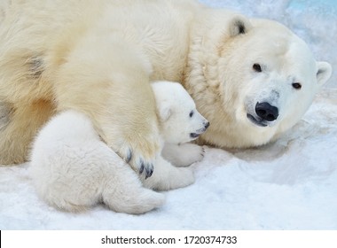 Polar Bear With A Bear Cub.