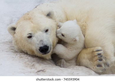 Polar Bear With Cub 