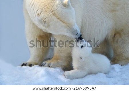 polar bear with a bear cub