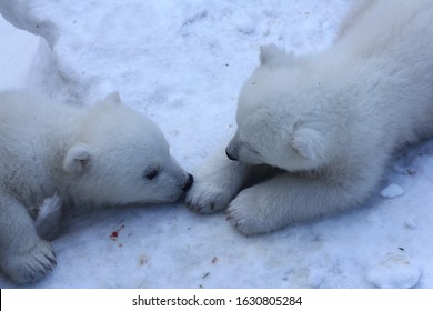 シロクマ 赤ちゃん の写真素材 画像 写真 Shutterstock