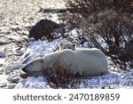 A polar bear cub cuddling with his mother, near Churchill, Canada.