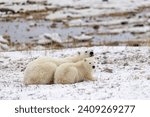A Polar Bear cub huddles close to its mother for protection from both the wind and other predators near Churchill, Manitoba. 