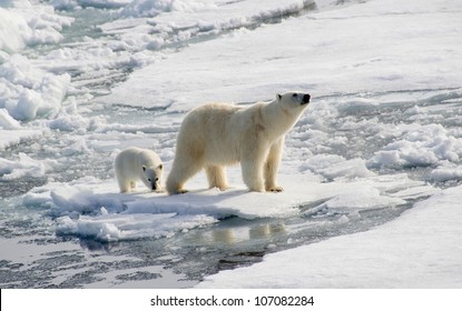 Polar Bear And Cub Hunting Seals