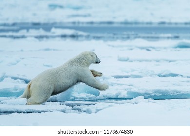 922 Polar bears hunting seals Images, Stock Photos & Vectors | Shutterstock