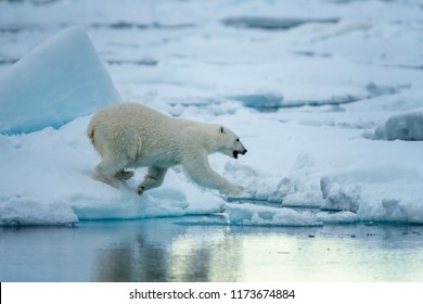 Polar Bear And Cub Hunting Seals
