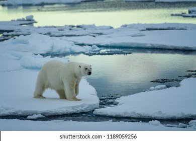 Polar Bear And Cub Hunting Seals
