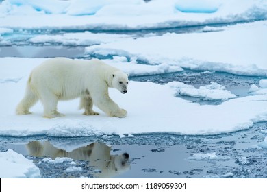 Polar Bear And Cub Hunting Seals
