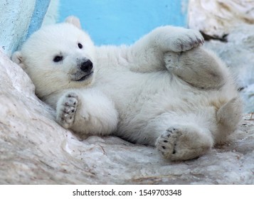 A polar bear cub lies in the snow on its back.