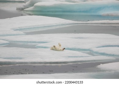 Polar Bear Cub On Sea Ice In Beaufort Sea, Nunavut, Canada.