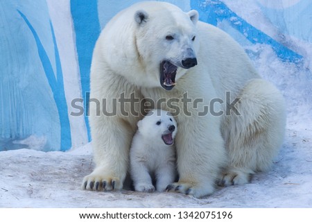 Polar bear with cub on snow.  Polar bear mom teaches the kid to growl.
