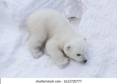 Polar Bear Cub On White Snow Background.