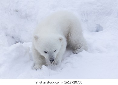 Polar Bear Cub On White Snow Background.