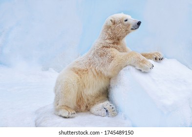 Polar Bear Cub Sitting In The Snow.