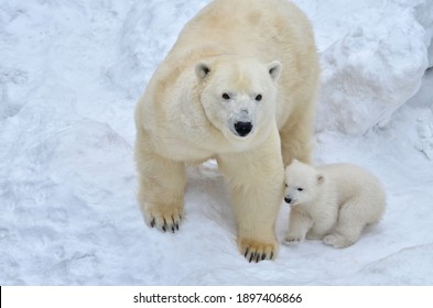 Polar Bear With Cub In The Snow.