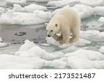 Polar bear cub (Ursus maritimus) leaping over pack ice, Svalbard Archipelago, Barents Sea, Norway