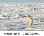 Polar bear cub (Ursus maritimus) on ice, Svalbard, Norway