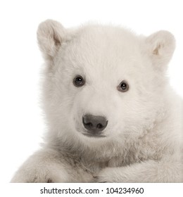 Polar Bear Cub, Ursus Maritimus, 3 Months Old, Sitting Against White Background