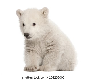 Polar Bear Cub, Ursus Maritimus, 3 Months Old, Sitting Against White Background