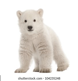 Polar Bear Cub, Ursus Maritimus, 3 Months Old, Standing Against White Background