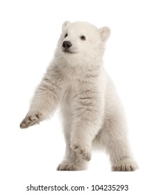 Polar Bear Cub, Ursus Maritimus, 3 Months Old, Standing Against White Background