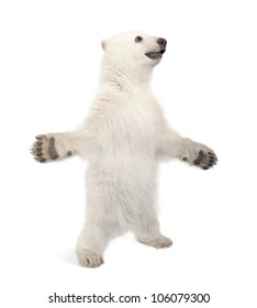 Polar Bear Cub, Ursus Maritimus, 6 Months Old, Standing On Hind Legs Against White Background