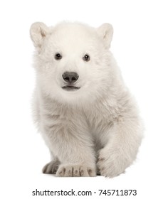 Polar Bear Cub, Ursus Maritimus, 3 Months Old, Standing Against White Background