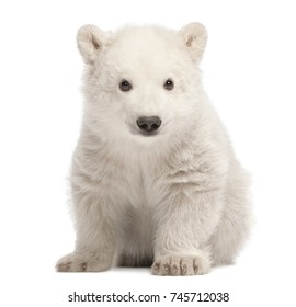 Bear Cub Sitting High Res Stock Images Shutterstock