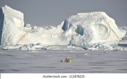 Polar Bear And Cub Walking Under An Iceberg