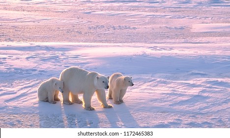 Polar Bear With Cubs In Canadian Arctic