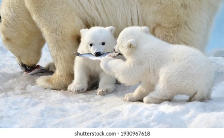 Polar Bear Cubs Eat Fish