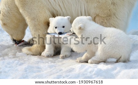 Polar bear cubs eat fish